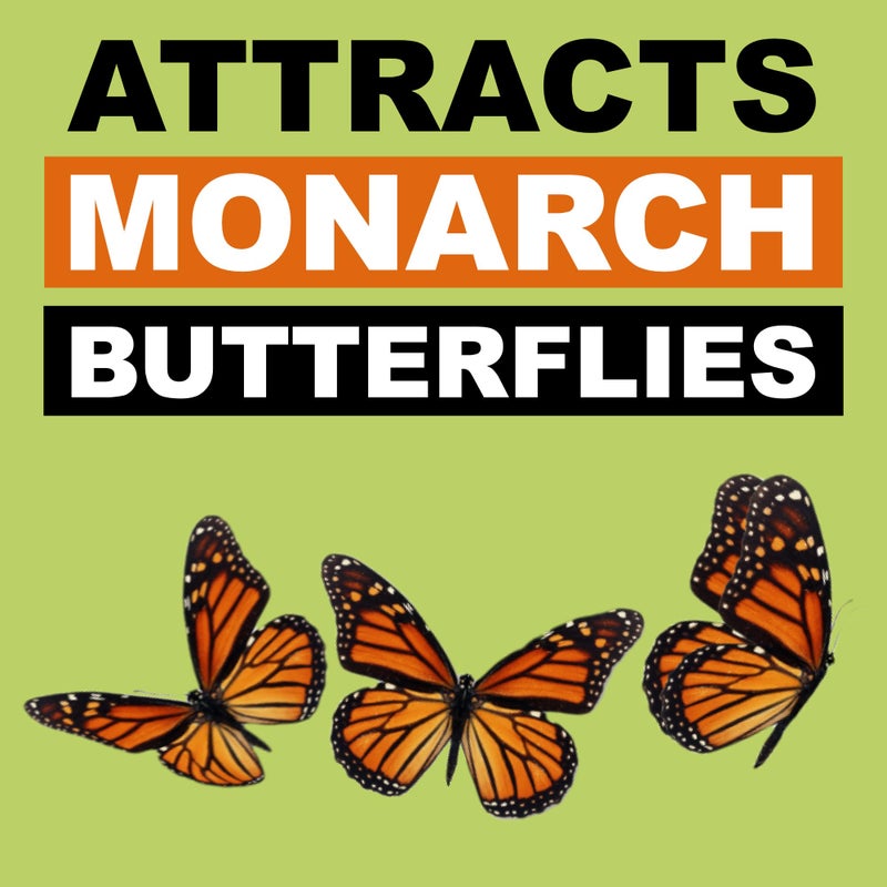 Seed Needs Milkweed Seeds for Planting a Butterfly Garden to Attract Monarch Butterflies - Collection of Pink, Orange & White Asclepias Milk Weed Variety Pack (5 Packs) - Image 3